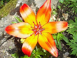 花,黃色,春天