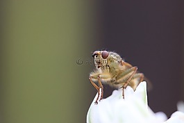 飛,昆蟲,果蠅