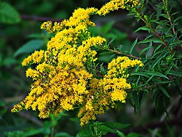 鮮花,花,黃色