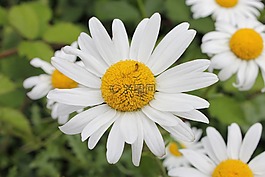 白色雛菊,花,雛菊