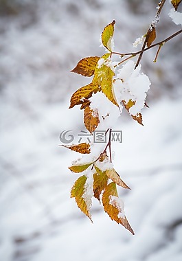 冬天,雪,寒冬
