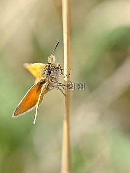 蝴蝶,昆蟲(chóng),宏