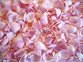 花卉,玫瑰,玫瑰花瓣