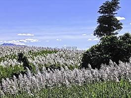高原,昆士蘭州,熱帶昆士蘭州