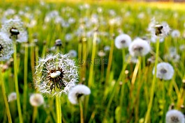 蒲公英,草,自然