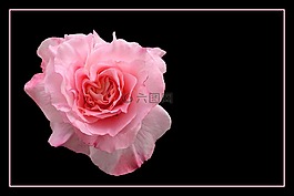 玫瑰,豐花,玫瑰綻放