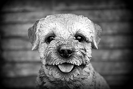狗,寵物,動物
