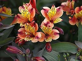 印度夏季,花園,花