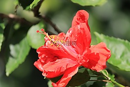 花鉆石的肩膀,花,那太陽