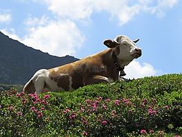 山,母牛,alm