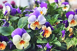 花,花瓣,盛開