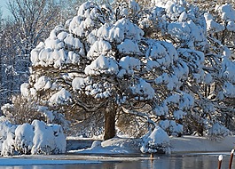 冬天,雪,霜