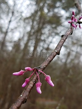 冬天的花朵,粉紅色,東紫荊