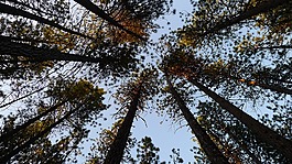 樹,松樹,天空