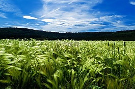 大麥,原野,農業(yè)