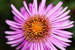 花,開花,紫
