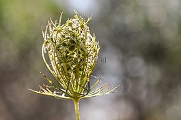 开花,抽象,叶子