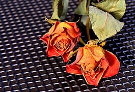 玫瑰,干,trockenblume