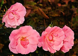 花,鮮花,玫瑰