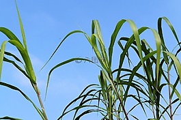 芦苇,草,性质