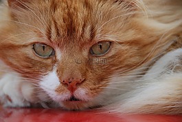 猫,姜,脸