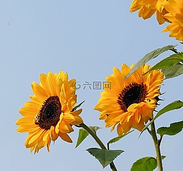 向日葵,鮮花,黃色