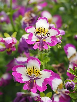 bauernorchidee,鲜花,粉红色