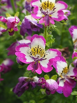 bauernorchidee,鲜花,粉红色