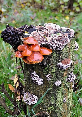 蘑菇,森林,性質(zhì)