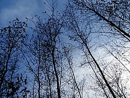 天空,樹,陰天
