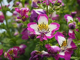 bauernorchidee,鲜花,粉红色
