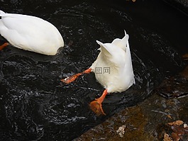 鴨,跳水,水