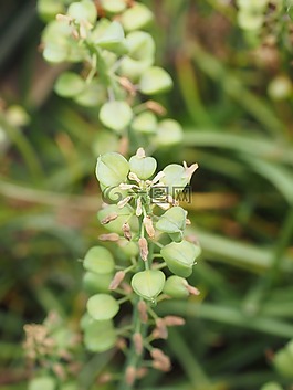 種子,種子膠囊,葡萄風(fēng)信子