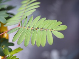 叶子,羽状,含羞草