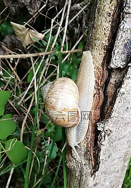 蝸牛,性質(zhì),殼