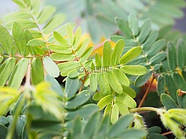 含羞草,葉子,綠色