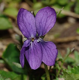 性質(zhì),花,紫