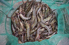 蝦,和平,釣魚