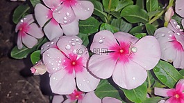 花,蜘蛛,粉紅色