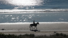 馬,海灘,新西蘭