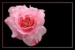 玫瑰,豐花,玫瑰綻放