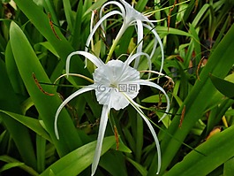 蜘蛛,百合,植物