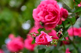 玫瑰,花卉,粉色