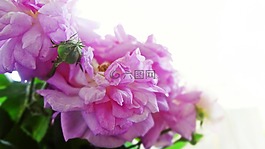 花卉,粉色,花束
