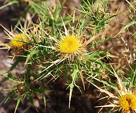 性質(zhì),水飛薊,花