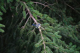 藍(lán)雀,鳥,冷杉