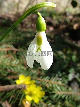 雪花莲春天,花,关闭