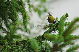 firecrest,鸟,自然