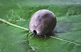 蜱,萊姆病,螨