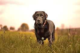 狗,性质,hundeportrait